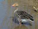 Greylag Goose (WWT Slimbridge April 2013) - pic by Nigel Key